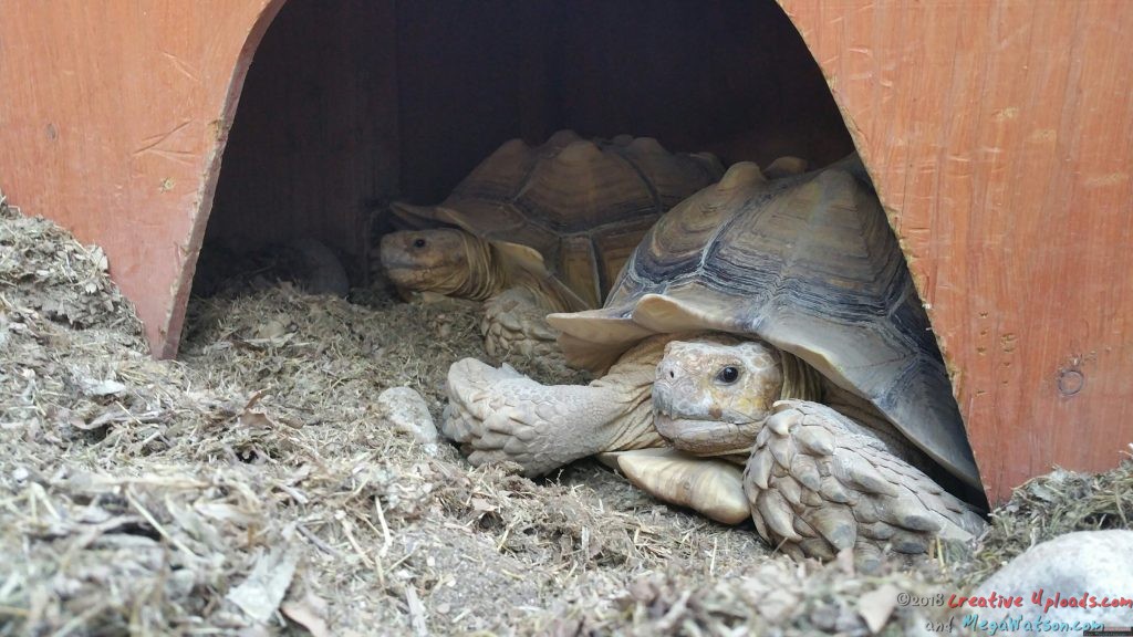 two tortoises cozy in their house creative uploads
